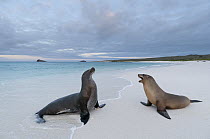 Galapagos Sea Lion (Zalophus wollebaeki) pair on beach, Galapagos Islands, Ecuador