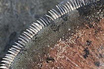 Marine Iguana (Amblyrhynchus cristatus) dorsal spines, Galapagos Islands, Ecuador
