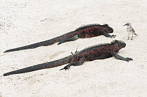 Marine Iguana (Amblyrhynchus cristatus) pair basking with Galapagos Mockingbird (Nesomimus parvulus), Galapagos Islands, Ecuador