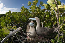 Red-footed Booby (Sula sula) pair in nest in mangroves, Galapagos Islands, Ecuador