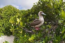 Red-footed Booby (Sula sula) perching beside nest in mangroves, Galapagos Islands, Ecuador