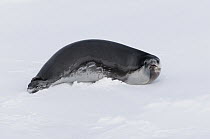 Ross Seal (Ommatophoca rossii) female on pack ice, Southern Ocean, eastern Antarctica