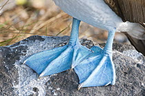 Blue-footed Booby (Sula nebouxii) feet, Galapagos Islands, Ecuador