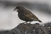 Large Ground Finch (Geospiza magnirostris), Galapagos Islands, Ecuador