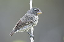 Medium Ground-Finch (Geospiza fortis), Galapagos Islands, Ecuador