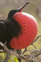 Magnificent Frigatebird (Fregata magnificens) male displaying with gular pouch fully inflated, Galapagos Islands, Ecuador