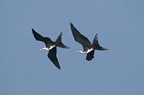 Magnificent Frigatebird (Fregata magnificens) pair flying, Galapagos Islands, Ecuador