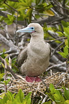 Red-footed Booby (Sula sula) in nest in mangrove, Galapagos Islands, Ecuador