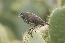 Medium Ground-Finch (Geospiza fortis) on cactus, Galapagos Islands, Ecuador