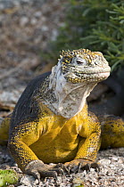 Galapagos Land Iguana (Conolophus subcristatus), Galapagos Islands, Ecuador