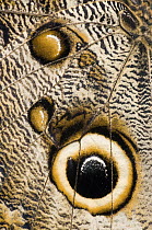 Atreus Owl (Caligo atreus) butterfly wing with false eyespot, Ecuador