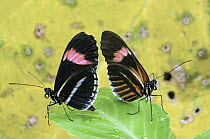 Crimson-patched Longwing (Heliconius erato) butterfly pair, Ecuador