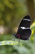Crimson-patched Longwing (Heliconius erato) butterfly, Ecuador