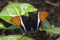Rusty-tipped Page (Siproeta epaphus) butterfly, Ecuador