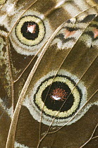 Blue Morpho (Morpho peleides) butterfly wing with false eyespots, Ecuador