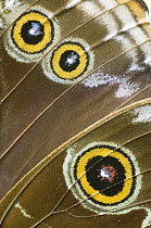 Blue Morpho (Morpho peleides) butterfly wing with false eyespots, Ecuador
