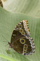 Blue Morpho (Morpho peleides) butterfly, Ecuador