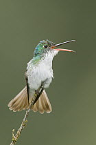Andean Emerald (Amazilia franciae) hummingbird calling, Ecuador
