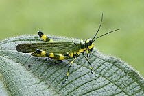 Lubber Grasshopper (Chromacris sp), Ecuador