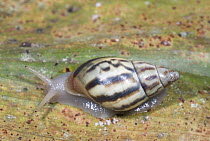 Land Snail (Drymaeus sp), Ecuador