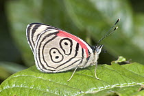 Eighty-nine (Diaethria marchalii) butterfly, Ecuador
