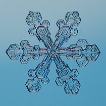 Snowflake seen through microscope