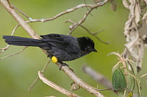 Yellow-thighed Finch (Pselliophorus tibialis), Costa Rica