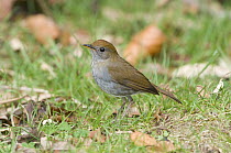 Ruddy-capped Nightingale-Thrush (Catharus frantzii), Costa Rica