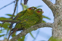 Sulphur-winged Parakeet (Pyrrhura hoffmanni) pair mating, Costa Rica