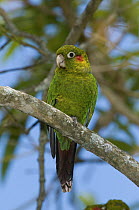 Sulphur-winged Parakeet (Pyrrhura hoffmanni), Costa Rica