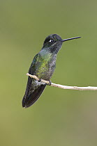 Magnificent Hummingbird (Eugenes fulgens) female, Costa Rica