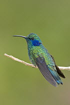Green Violet-ear (Colibri thalassinus) hummingbird, Costa Rica