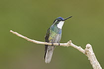 Variable Mountain-gem (Lampornis castaneoventris) hummingbird, Costa Rica
