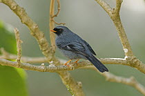 Black-faced Solitaire (Myadestes melanops), Costa Rica