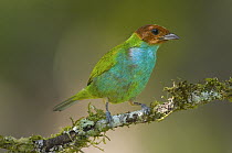 Bay-headed Tanager (Tangara gyrola), Costa Rica