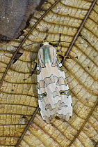 Footman Moth (Halysidota sp), Costa Rica