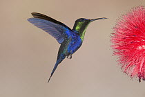 Violet-crowned Woodnymph (Thalurania colombica) hummingbird male feeding on flower nectar, Costa Rica