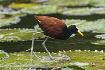 Northern Jacana (Jacana spinosa) foraging on lily pads, Costa Rica