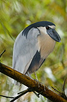 Boat-billed Heron (Cochlearius cochlearius), Costa Rica