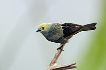 Blue-gray Tanager (Thraupis episcopus) female, Costa Rica