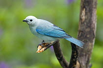 Blue-gray Tanager (Thraupis episcopus) male, Costa Rica