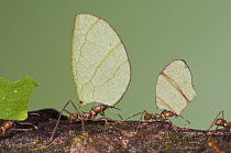 Leafcutter Ant (Atta sp) group carrying leaves, Costa Rica