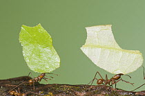 Leafcutter Ant (Atta sp) pair carrying leaves, Costa Rica