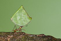 Leafcutter Ant (Atta sp) carrying leaf, Costa Rica
