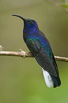 Violet Sabre-wing (Campylopterus hemileucurus) hummingbird, Costa Rica