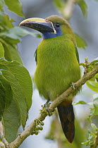 Emerald Toucanet (Aulacorhynchus prasinus), Costa Rica