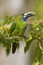 Emerald Toucanet (Aulacorhynchus prasinus) feeding on fruit, Costa Rica