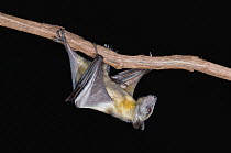 Straw-colored Fruit Bat (Eidolon helvum) climbing down branch, Michigan