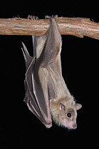 Egyptian Fruit Bat (Rousettus aegyptiacus) roosting, Michigan
