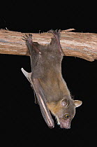 Lesser Short-nosed Fruit Bat (Cynopterus brachyotis) roosting, Michigan